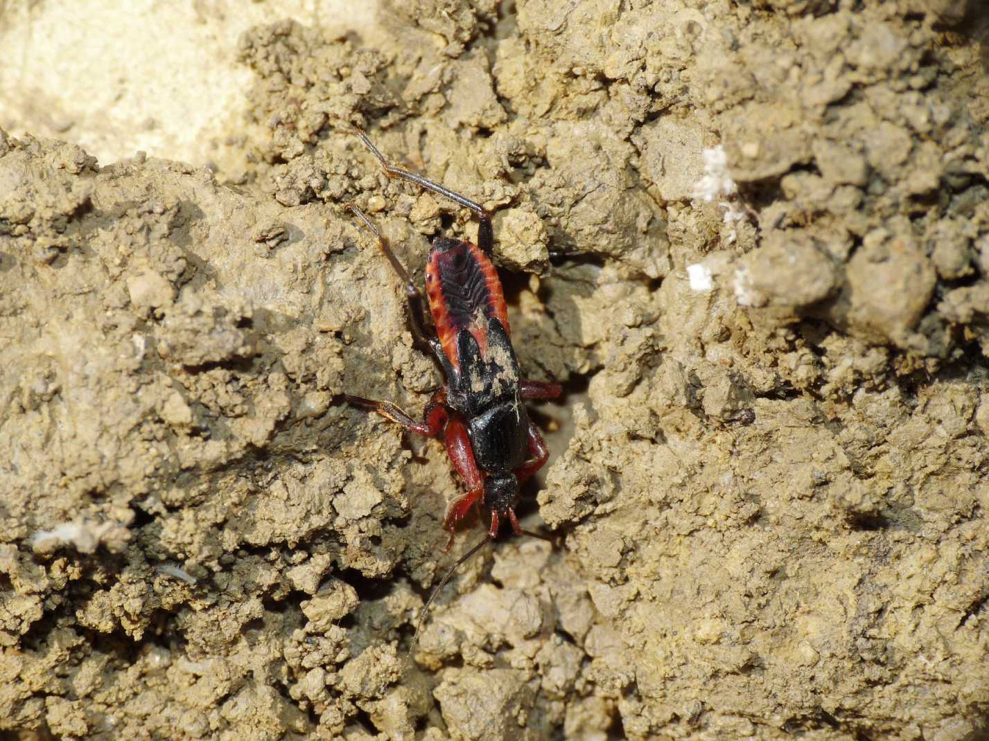 Reduviidae: Ectomocoris ululans, ninfe, del Lazio (Roma)